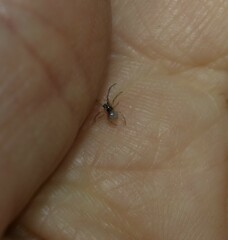 Argyrodes antipodianus