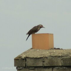 Colaptes auratus cafer