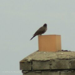 Colaptes auratus cafer