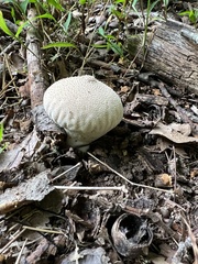 Lycoperdon