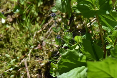 Veronica wormskjoldii