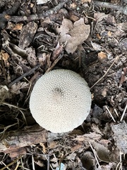Lycoperdon