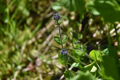 Veronica wormskjoldii