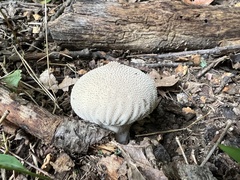 Lycoperdon