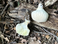 Lycoperdon