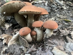 Leccinum aurantiacum