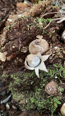 Geastrum triplex