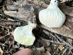 Lycoperdon