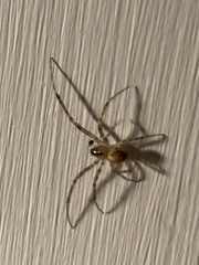 Zygiella x-notata