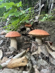 Leccinum aurantiacum