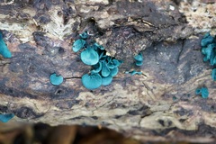 Chlorociboria aeruginascens