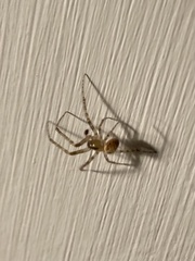 Zygiella x-notata
