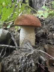Leccinum aurantiacum