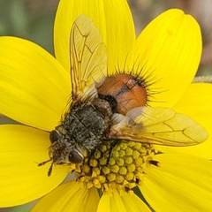 Tachinini