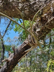 Brassavola tuberculata