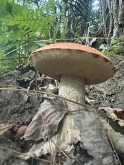 Leccinum aurantiacum