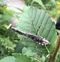 Stagmomantis carolina