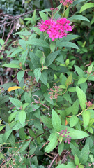 Spiraea japonica