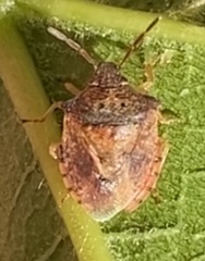 Dendrocoris humeralis