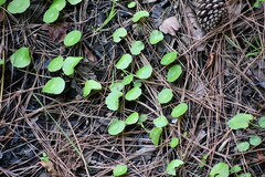Hydrocotyle verticillata