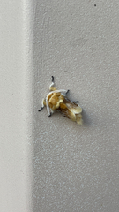 Megalopyge opercularis