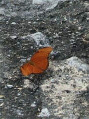 Dryas iulia moderata