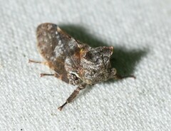 Microcentrus perditus