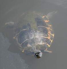 Pseudemys concinna concinna