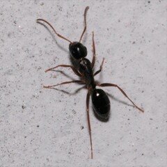 Camponotus fallax