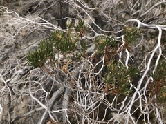 Peucephyllum schottii