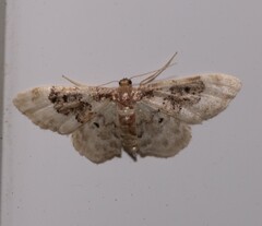 Idaea rusticata
