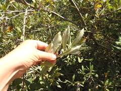 Salix hookeriana