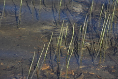 Equisetum fluviatile