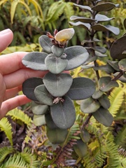 Metrosideros polymorpha