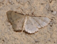 Idaea politaria