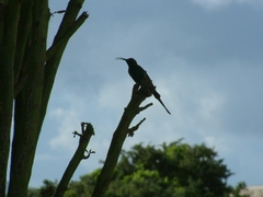 Nectarinia famosa famosa