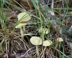 Entoloma murrayi