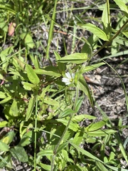Cerastium fontanum
