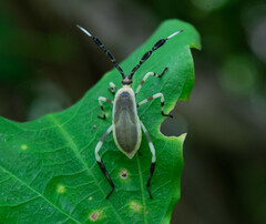 Holhymenia histrio