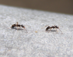 Lasius americanus