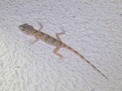 Tenuidactylus caspius