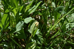 Puccinia
