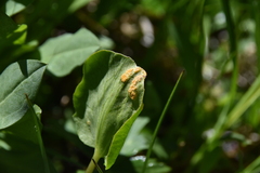 Puccinia