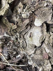 Prenolepis imparis