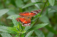 Anartia amathea
