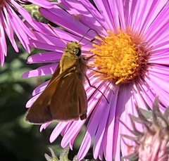 Polites themistocles