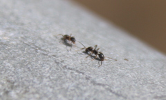 Lasius americanus