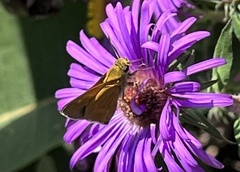 Polites themistocles