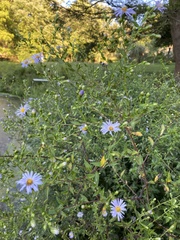Symphyotrichum puniceum