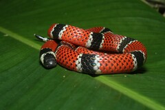 Micrurus corallinus
